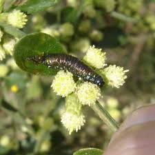 Image result for Entada bacillaris