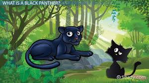 Maybe you would like to learn more about one of these? Black Panther Facts Lesson For Kids Video Lesson Transcript Study Com
