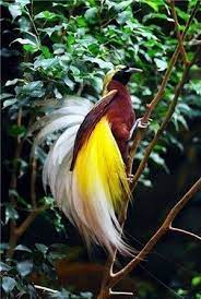 6 macam burung paling cantik dan menarik di dunia. Burung Burung Cendrawasih Yang Terindah Di Dunia Gambar Burung Burung Burung Cantik