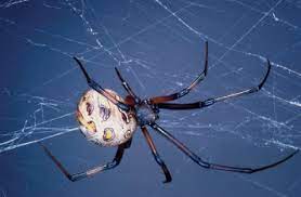 Out of which the master, dressed in an apron for the purpose, and assisted by one or two women, ladled the gruel at mealtimes. Spiders Araneae Sciencedirect