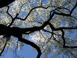 Image result for Pycreus permutatus