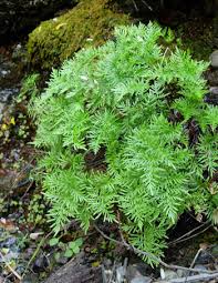 Image result for Cheilanthes schimperi