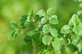Oregano Plant