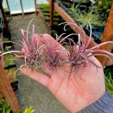 Image result for Buchnera capitata