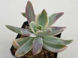 Maybe you would like to learn more about one of these? Graptoveria Fred Ives F Variegata World Of Succulents