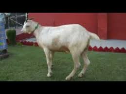 Management Of Urolithiasis In Goats Youtube