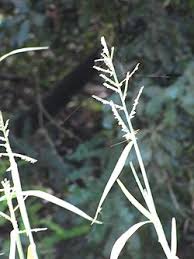 Image result for Urochloa umbellata