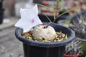Image result for Ipomoea welwitschii