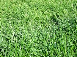 Frequent special offers.— choose a quantity of ryegrass seed. Wesco Nui