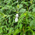 Image result for Hypoestes triflora