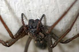 Get inspired by our community of talented artists. Eratigena Atrica Syn Tegenaria Atrica Grosse Winkelspinne Hausspinne Kellerspinne Trichterspinnen Agelenidae