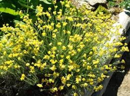 Image result for Helichrysum chasei