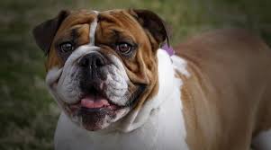 The most honest dog breed review you'll ever find about english bulldog temperament, training, personality, behavior, pros and cons. English Bulldog Breed Info Personality Traits Temperament More