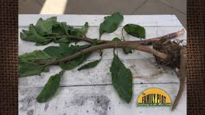 Pokeweed, otherwise known as phytolacca americana, is an herbaceous perennial weed native to the. Q A What Is This Weed Pokeweed Youtube