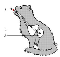 Helps to feed all types of animals: Pawpeds