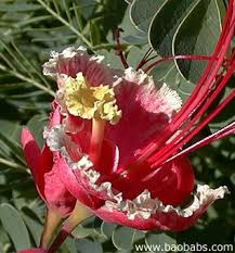 Image result for Caesalpinia