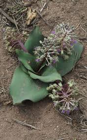 Image result for Schizocarphus nervosus