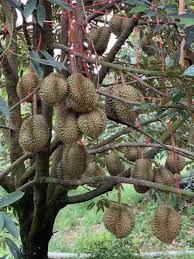 Jika sudah besar nanti bisa dibuat untuk tanaman buah dalam. Hot Selling Benih Pokok Durian Chanee D123 à¸• à¸™à¸Šà¸°à¸™ Original Thailand Terus Dari Ladang Organicfarm Bigtree Nawan Garden Official Website