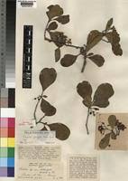 Image result for Ehretia obtusifolia