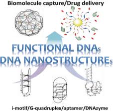 Portion of polynucleotide chain of deoxyribonucleic acid (dna). Functional Dna Driven Dynamic Nanoconstructs For Biomolecule Capture And Drug Delivery Kim 2018 Advanced Materials Wiley Online Library