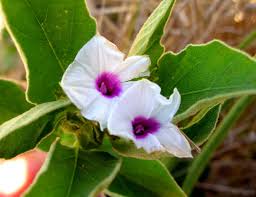 Image result for Astripomoea hyoscyamoides