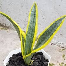 Image result for Sansevieria humiflora