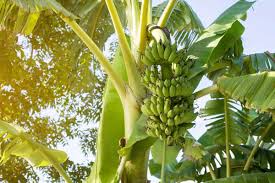 Bananas should flower in spring to early summer, and banana tree fruit should set in early summer. What Is The Best Fertilizer For Banana Trees Garden Tabs