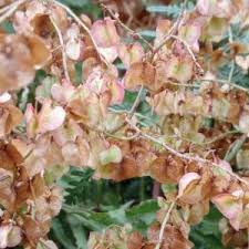 Image result for Rumex sagittatus
