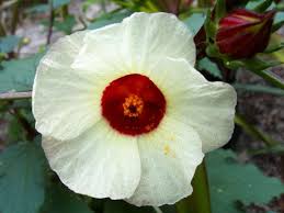 Check spelling or type a new query. Pin On Mallow Family Malvaceae
