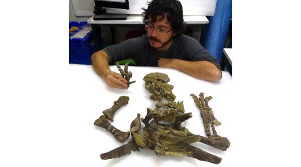 Ankylosaurs developed hides covered in bone deposits called osteoderms