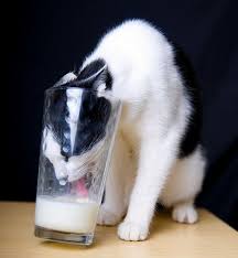 At Least He Got The Milk But How Will He Get Out Funny Cat Photos Cats Cute Animals