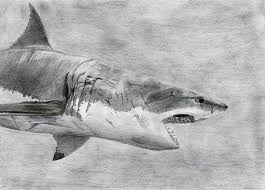 Black And White Shark Design Great White Shark Drawing Shark Drawing Great White Shark Drawing Great White Shark