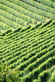 Vineyards In Barbaresco Piemonte Italy Wine Piedmont Italy Wine Wine Vineyards Italy Wine Tasting