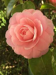 Camellia Beautiful Flowers Pretty Flowers Pictures Amazing Flowers