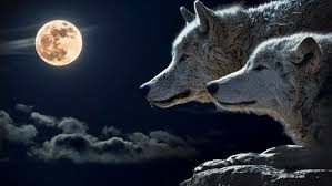 Check spelling or type a new query. Wolf Wallpaper Hd Background Wolf Chrome Theme New Tab