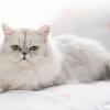 Berikut ini video time lapse mewarnai gambar kucing lucu untuk orang dewasa. Https Encrypted Tbn0 Gstatic Com Images Q Tbn And9gctouzqiteoummqzjb0u5gvcufkewrkliegzae 1xqroelxai Et Usqp Cau