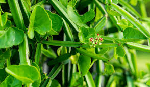 Image result for Cissus