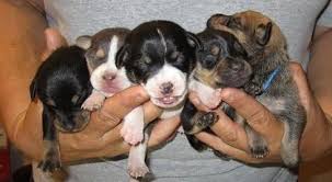 These fluffy newfie puppies grow into gentle giants with a loving, sweet nature. Squirrel Dog Pets And Animals For Sale Kentucky