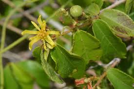 Image result for Malvaceae subfamily Grewioideae