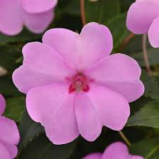 Image result for Impatiens salpinx