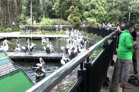 Dalam ajaran agama islam, buaya merupakan hewan air yang haram untuk dimakan. Taman Margasatwa Ragunan Dibuka Kembali Tapi Khusus Bagi Warga Jakarta Antara News