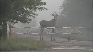 Дикие животные в зоне отчуждения — пост пикабушника scandy. Dikie Zhivotnye Chernobylya Foto Bbc News Ukrayina