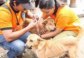 Groups We Help Help Animals India Saving India S Forgotten Animals