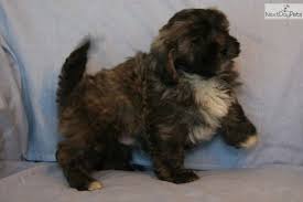 Sammy Happy Go Lucky Lap Dog Lap Dogs Shih Poo Puppies For Sale