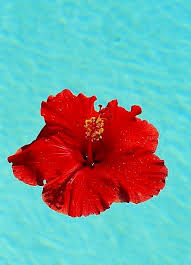 Red Aqua Flower Aesthetic Hibiscus Flowers