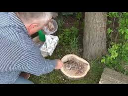 Pilze Im Garten Zuchten Baumstamm Scheibenimpfmethode Youtube