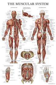 Anatomy Chart Wallpapers Abstract