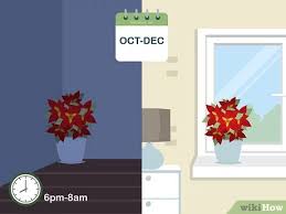 In canada, poinsettia are the most popular of all christmas houseplants. How To Care For Poinsettias With Pictures Wikihow