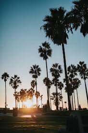 We offer an extraordinary number of hd images that will instantly freshen up your smartphone or computer. Wallpaper Id 223063 Tree Palm Tree Beach And Sunset Hd 4k Wallpaper