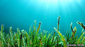 Tali panjang yang ada 250 titik ikatan iaitu dalam kawasan air laut seluas 50m x 50m akan terdapat sebanyak 6,250 ikatan benih rumpailaut. Faedah Kesihatan Rumpai Laut 2021